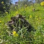 Vila Peloponnese Hideout - Traditional Stone House