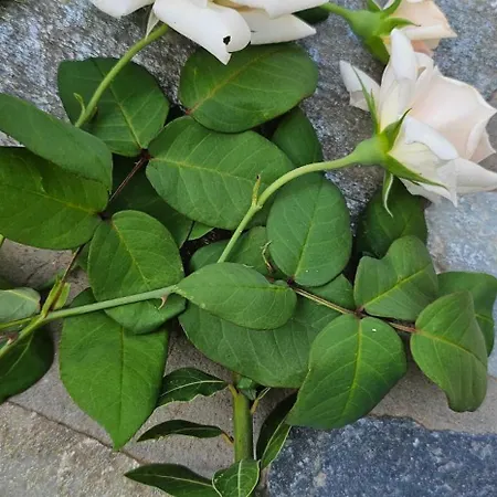 Peloponnese Hideout - Traditional Stone House Villa *