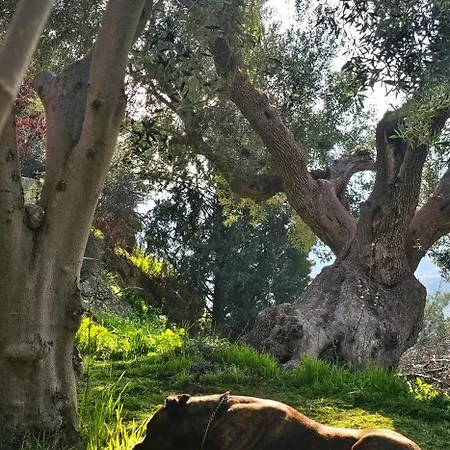 Peloponnese Hideout - Traditional Stone House Villa Akrata