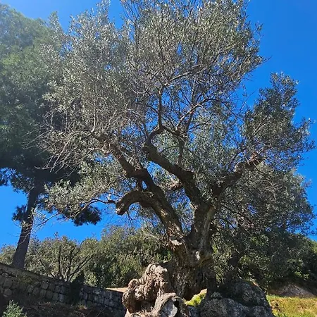 Peloponnese Hideout - Traditional Stone House *