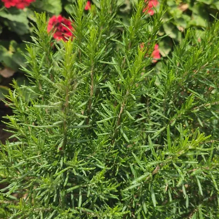 Peloponnese Hideout - Traditional Stone House *