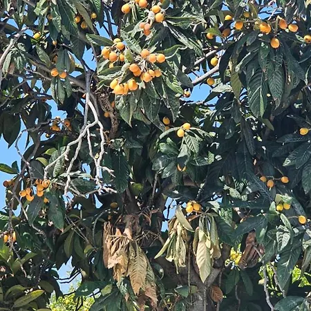 Peloponnese Hideout - Traditional Stone House 빌라