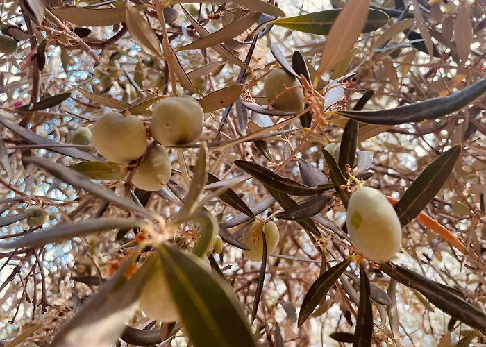 Peloponnese Hideout - Traditional Stone House *