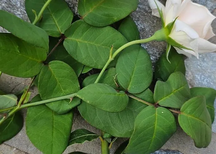 Peloponnese Hideout - Traditional Stone House Villa *