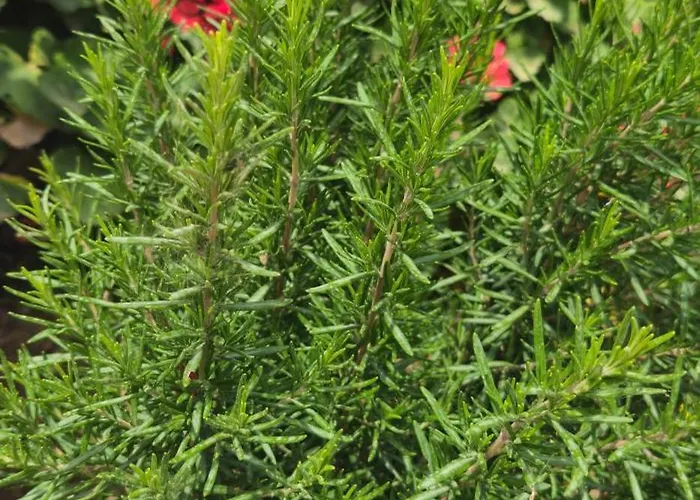 Peloponnese Hideout - Traditional Stone House *