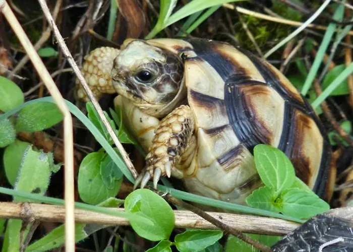 Peloponnese Hideout - Traditional Stone House *